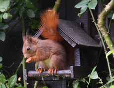 Eichhörnchen-A-1.jpg